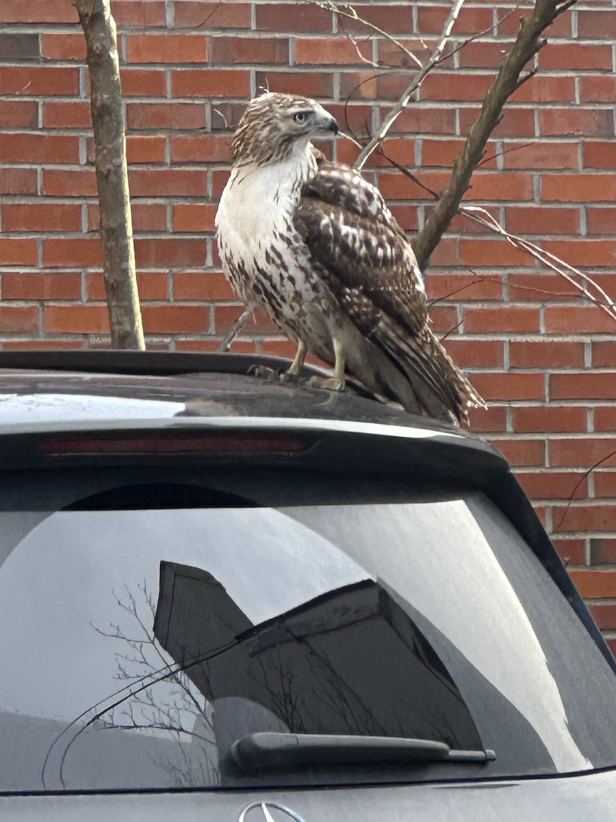 This beefy hawk was hanging on my car today. An omen…but of what variety, I can’t be sure. #kyga26 day 6