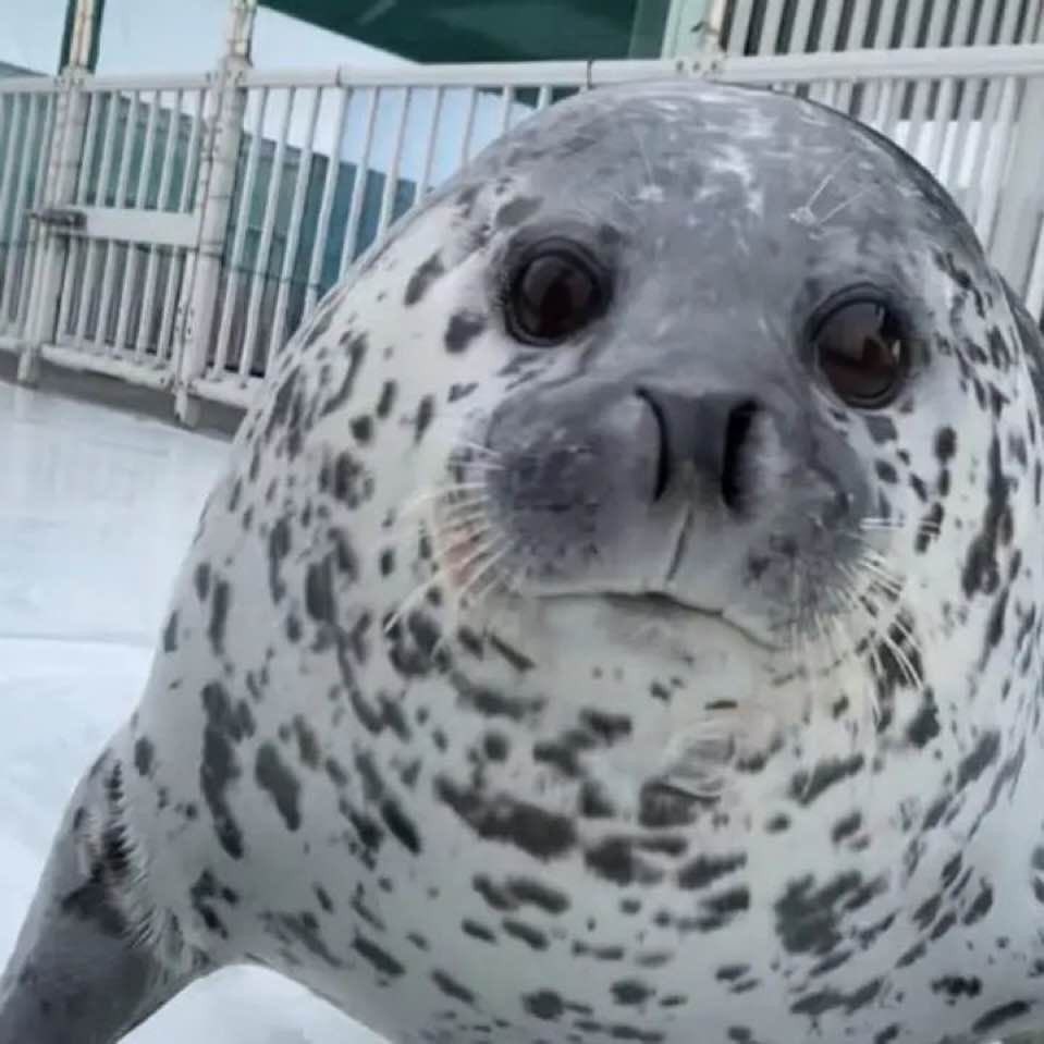 goobygirl2's tweet image. 