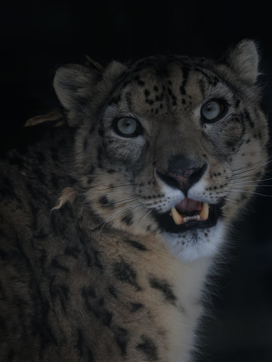 おはよう～、リヒト
＃リヒト　＃ユキヒョウ　＃イケメン　＃大森山動物園
＃大型猫　＃癒やし