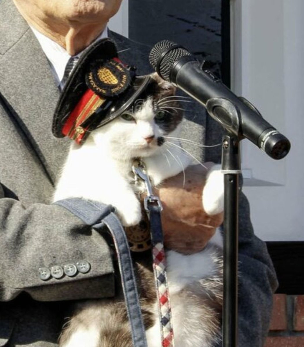 Indie5051's tweet photo. Un gato calicó llamado Yontama ha sido nombrado oficialmente jefe de estación en Japón.

Será el tercer gato que ocupe el puesto en la estación de Kishi. https://t.co/SO31OMOUl9