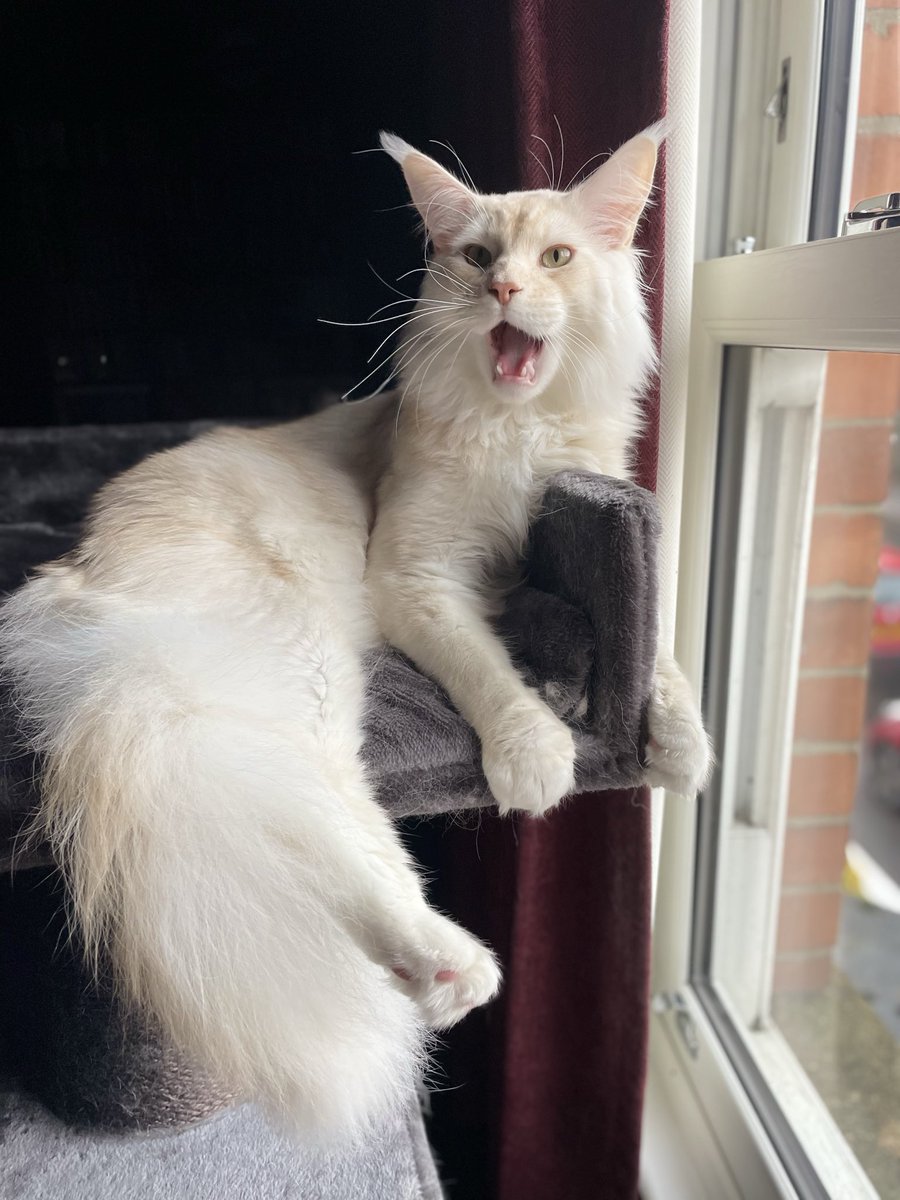 denise dean tweet media