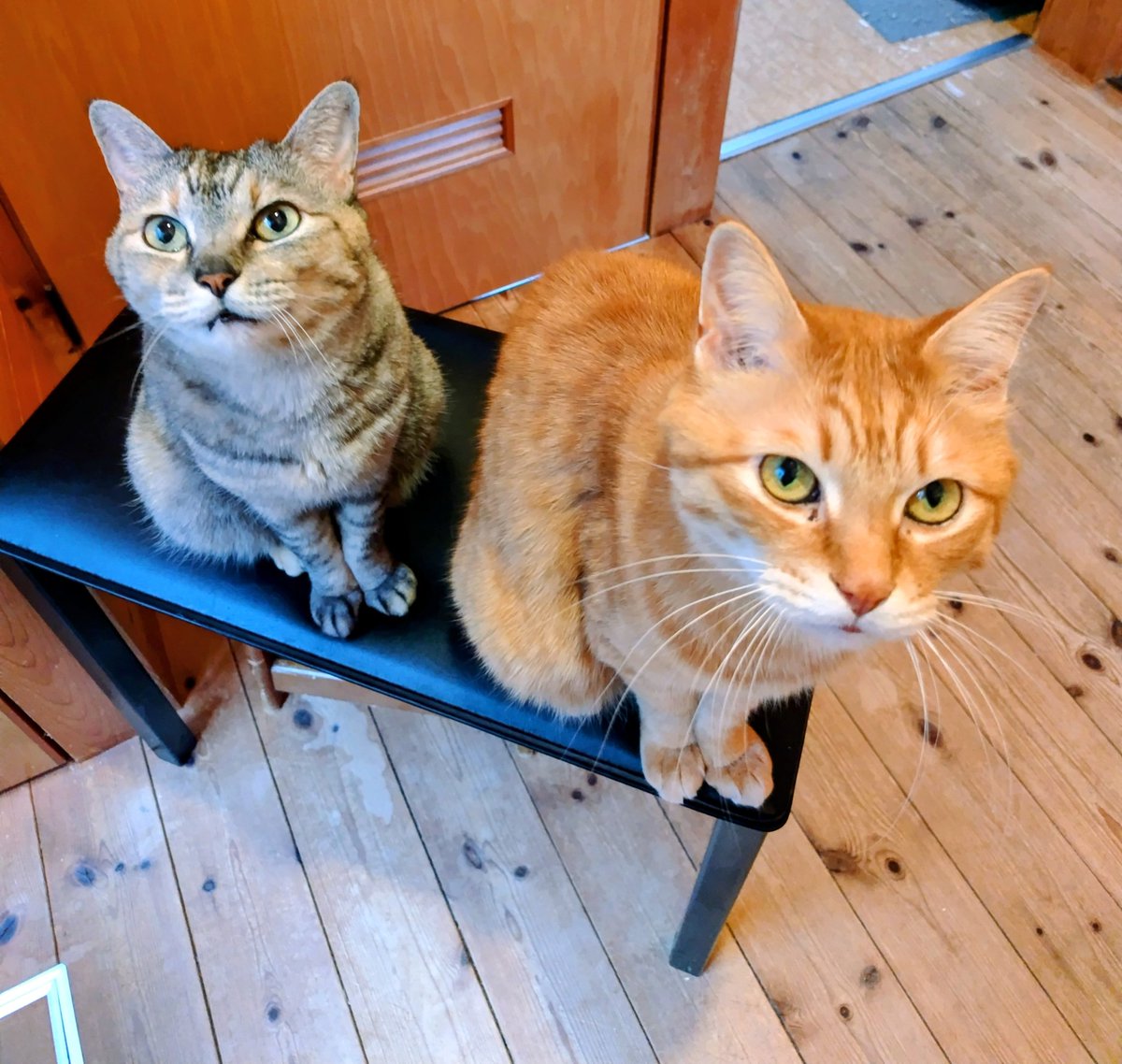 交互になにか言ってくる