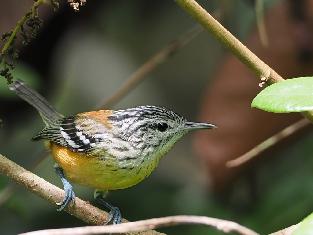 Mark Sutton tweet media