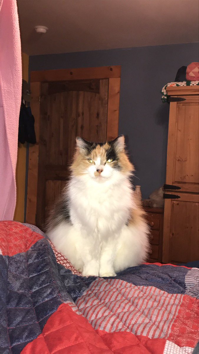 KiwiCat0703's tweet image. I apologize for not posting for a while. A few days ago my mom and I made the hard decision to help Pumpkin cross the rainbow bridge. She had a severe neurological episode so we rushed her to the emergency vet. We found out that she had suffered from a stroke and that her (1/3)