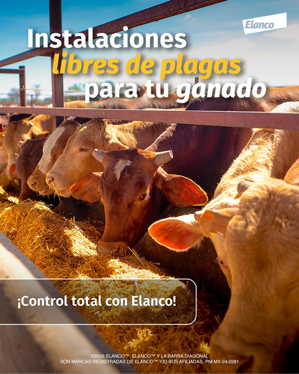 ElancoAgroMX's tweet photo. 🤠 ¡Instalaciones de excelencia con Elanco!🐂✨ Tu ganado reflejará su bienestar desde su entorno. ¡Consulta con tu Representante! #Ganadería #Ganado #SanidadAnimal #Bioprotección #Rancho #Farm #Cow #Elanco https://t.co/GMPLpTD0Ti