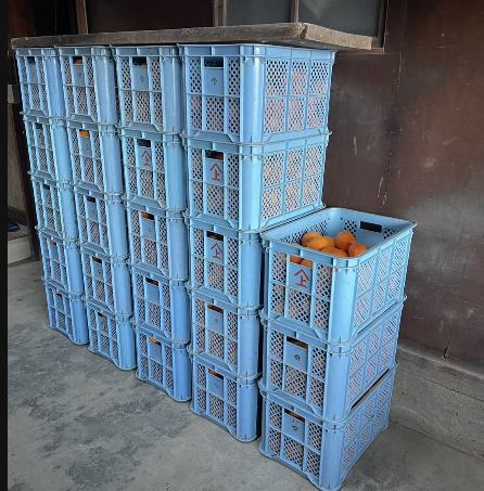 #lovelyday847 
おはようございます
関東地方は良い天気ですね
今日は 3連休にみかんの選別をして
今日出荷してきます