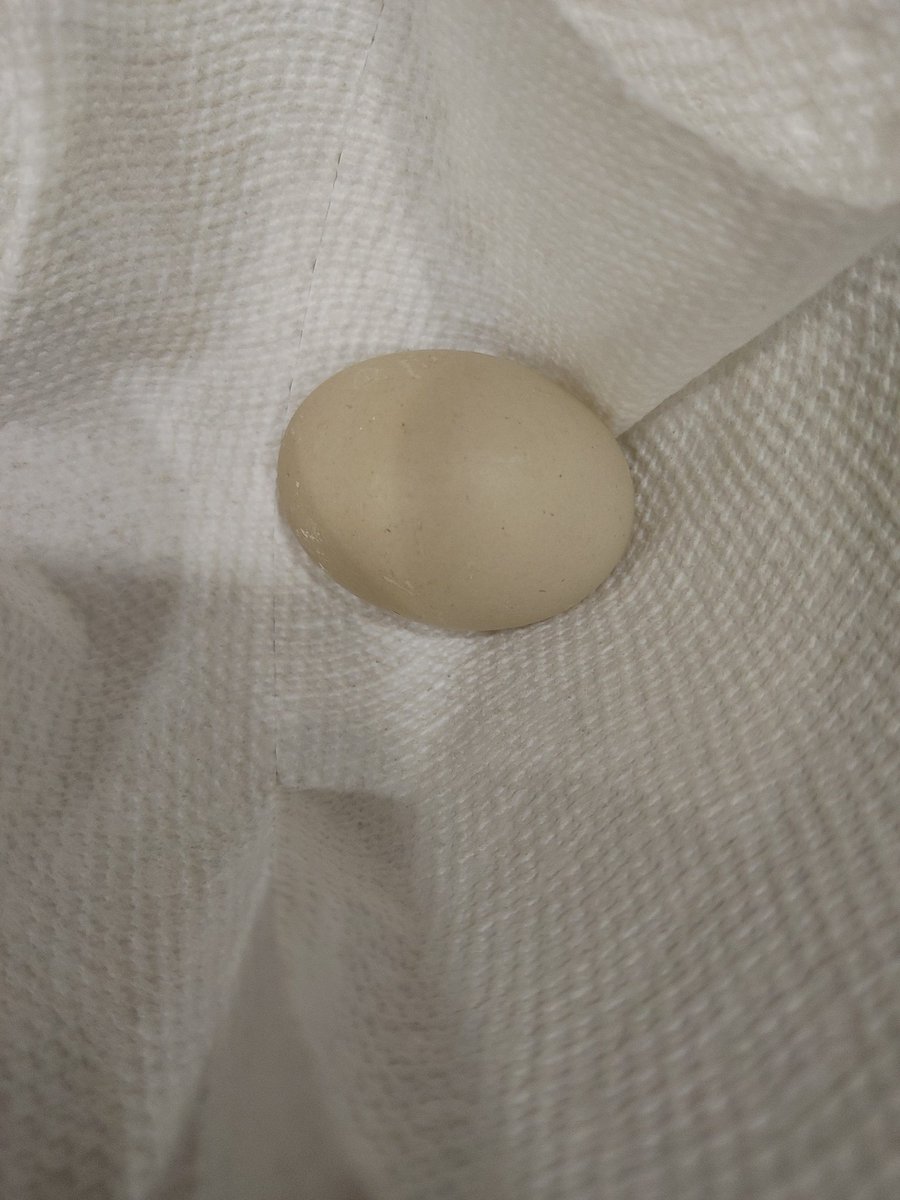 First egg in the new house belongs to Skitz! 🥰🦆