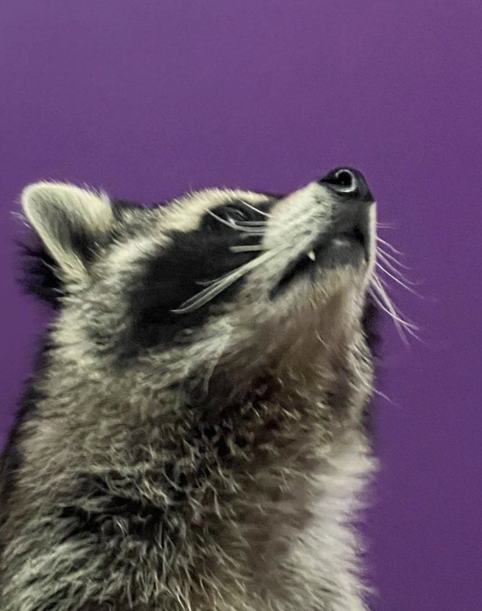 Raccoons Hourly tweet media