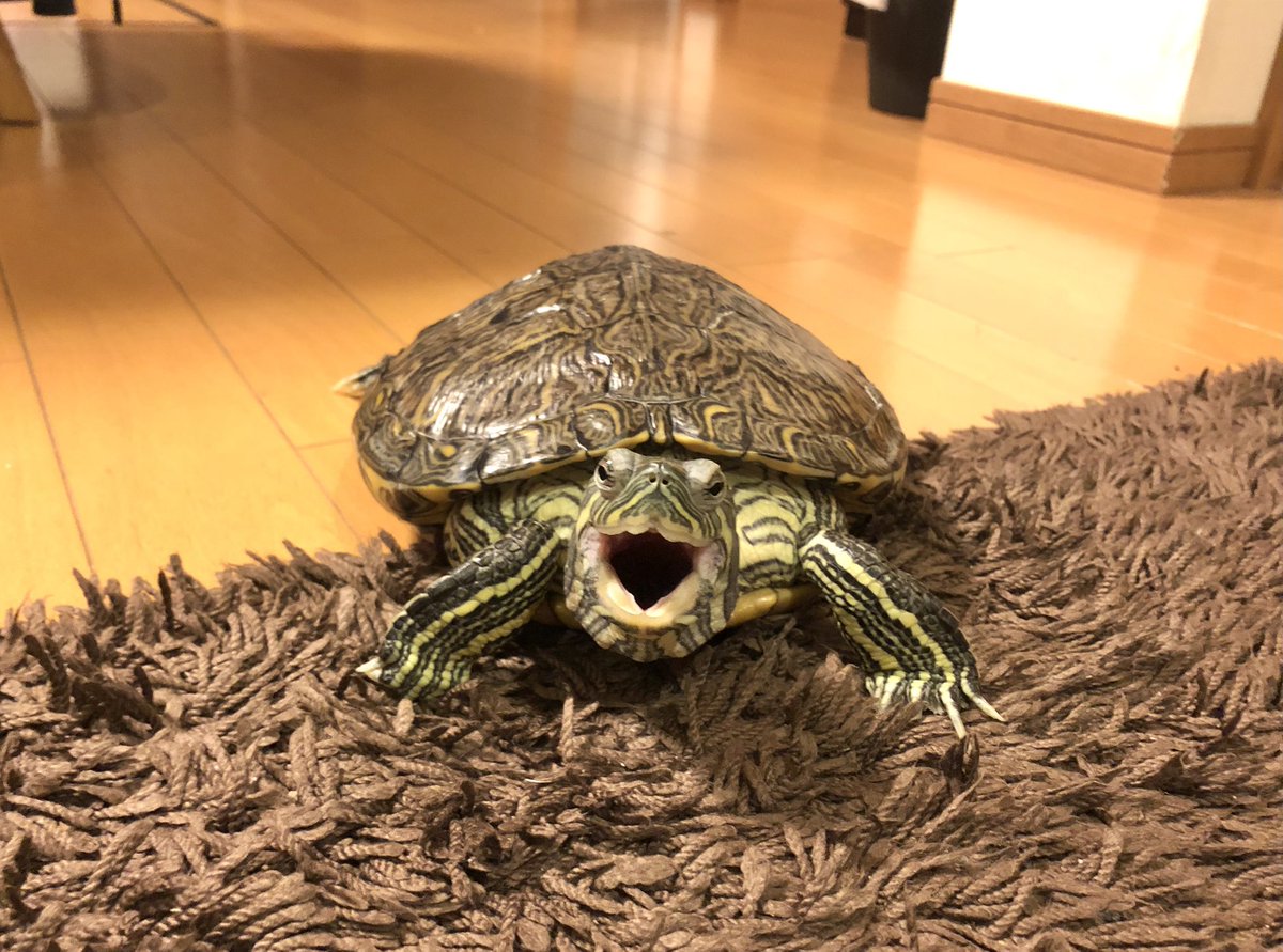 おはようございまぁ〜す🥱🐢✨