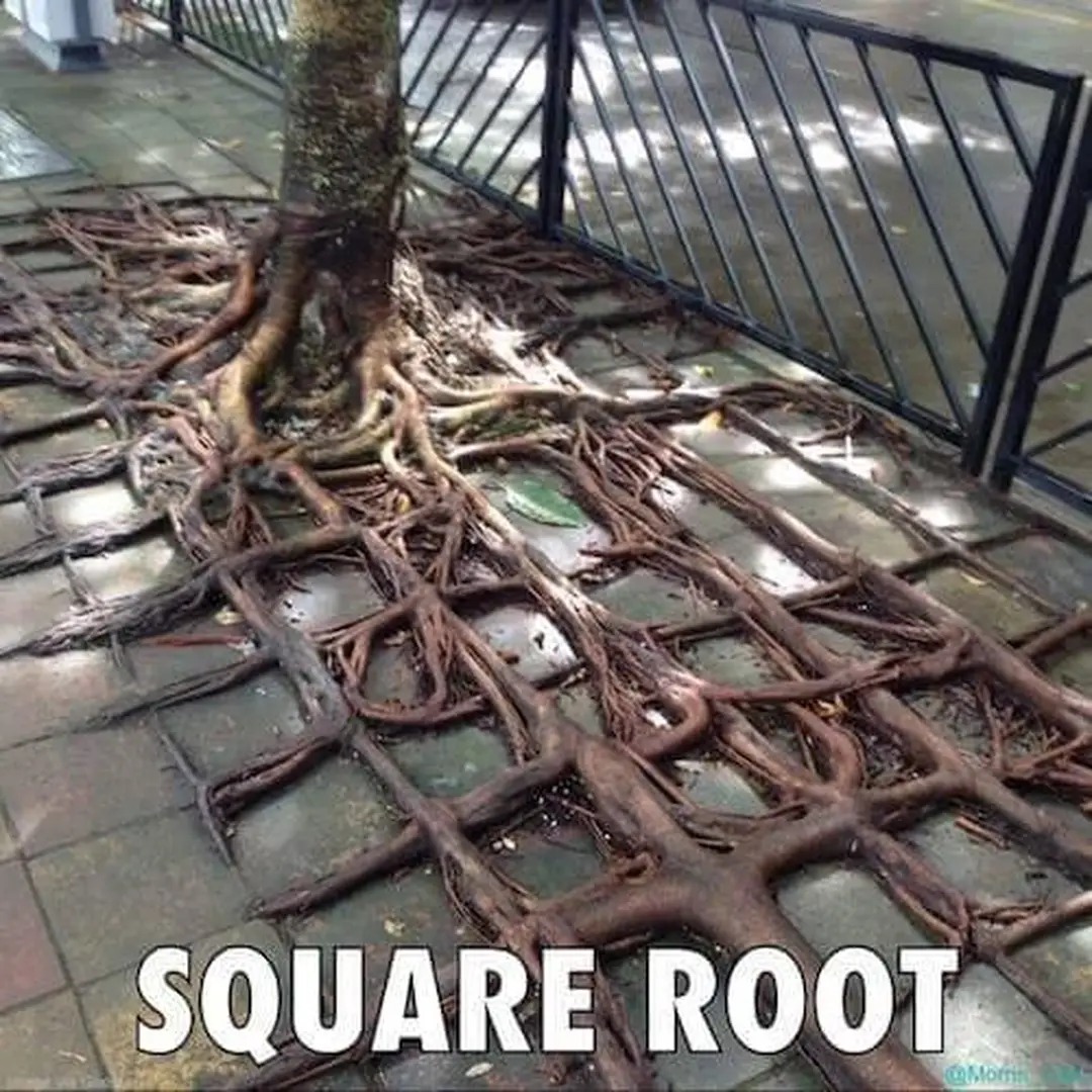 dekhane_mukul's tweet image. When botany acts mathematically...

#wordplay
#Funpost