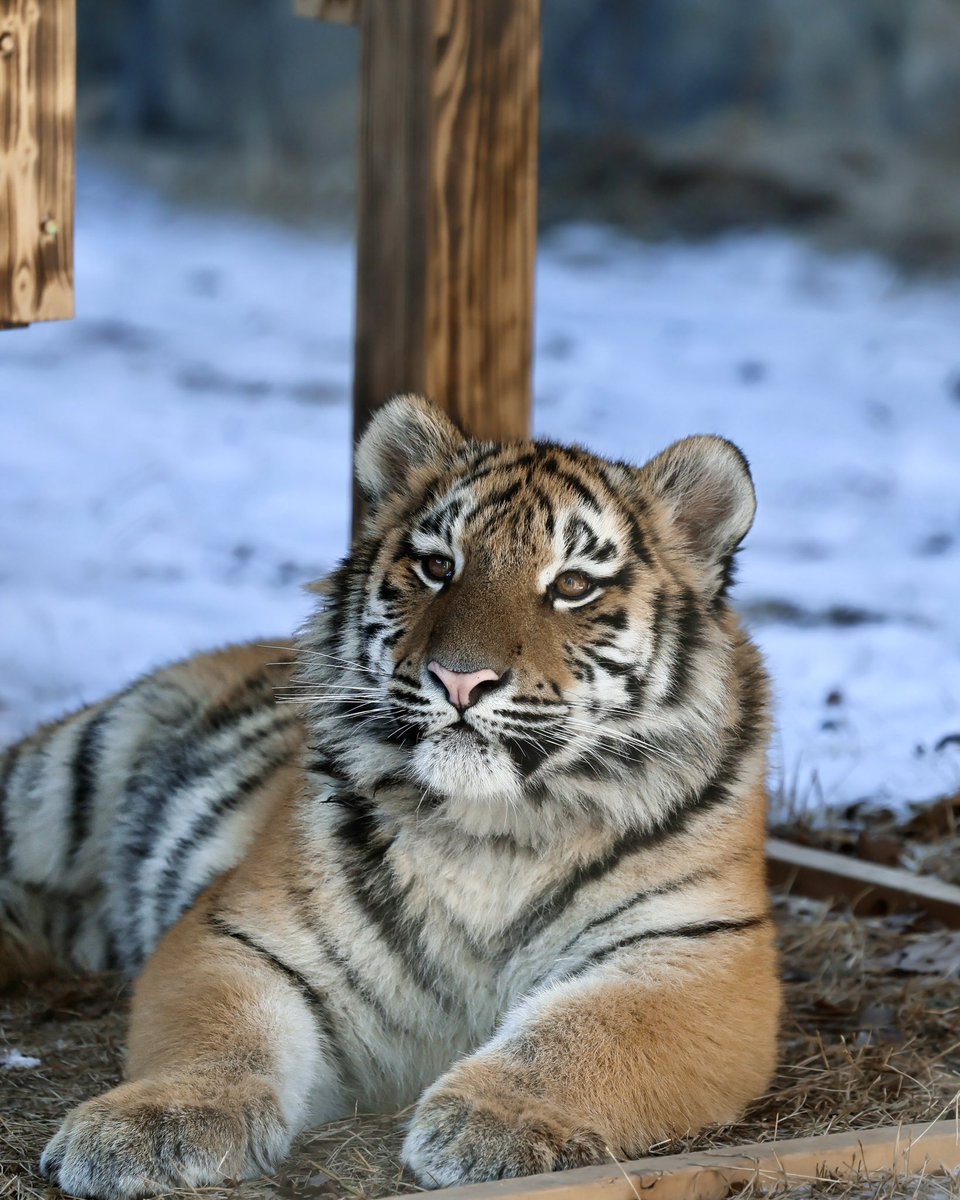 (256.1.13.) 지저귀는 새가 궁금한 설호💕

Siberian tiger Seolho (2025.06.06 ♀) 

#설호
#시베리아호랑이 
#서울대공원동물원
#ソウル大公園 
#seoulgrandpark
#ソウル動物園 
#アムールトラ 
#siberiantiger 
#순수혈통