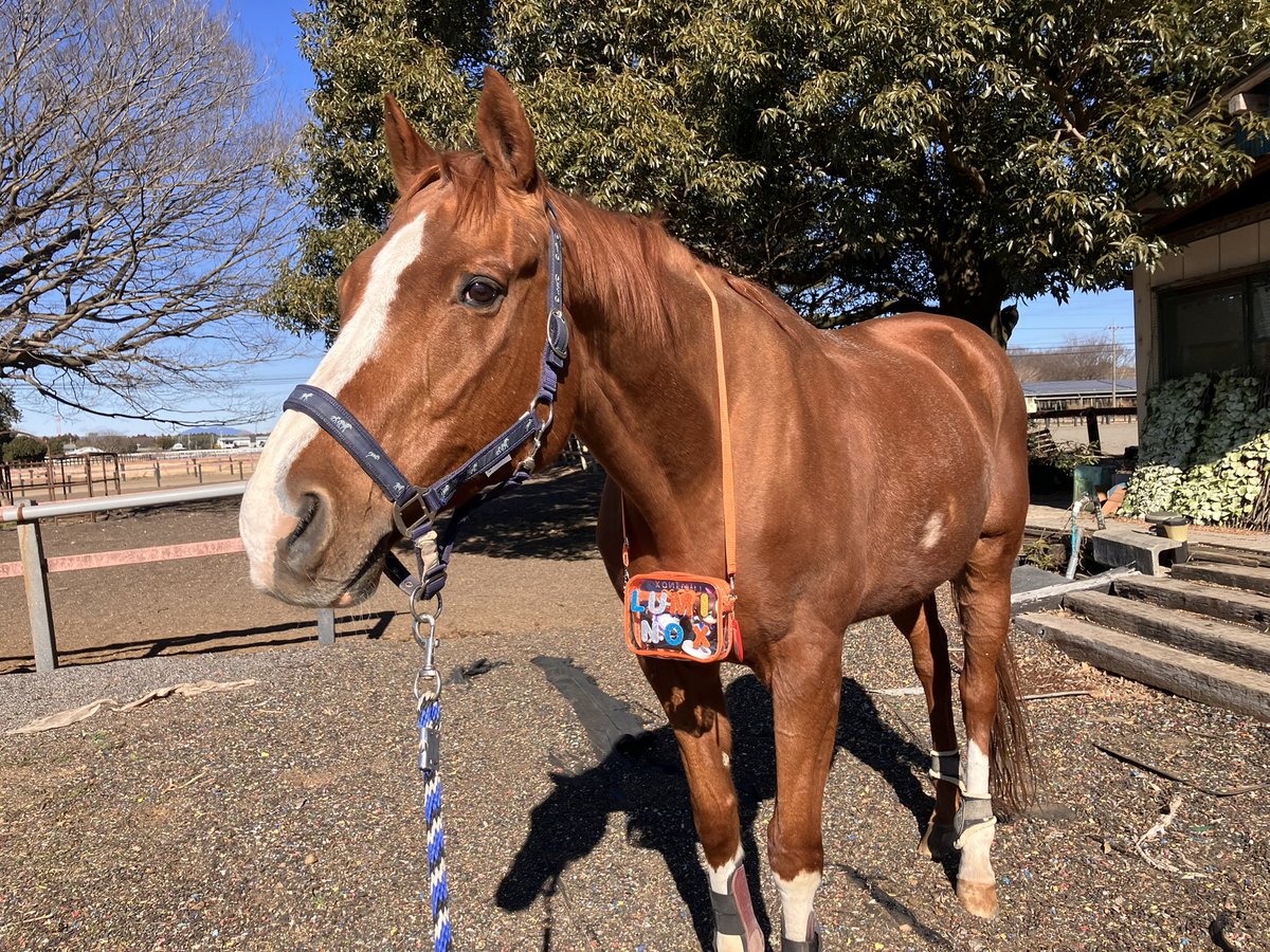 jvLVe1HRZDFTYu1's tweet image. ルミぽんはパパとお散歩🐴💕バッグの中にマヤノトップガンとトウカイテイオーのフィギアが入ってるよ♪

Lumipon is taking a walk with his dad. 🐴💕He has Mayano Top Gun and Tokai Teio figures in his bag ♪