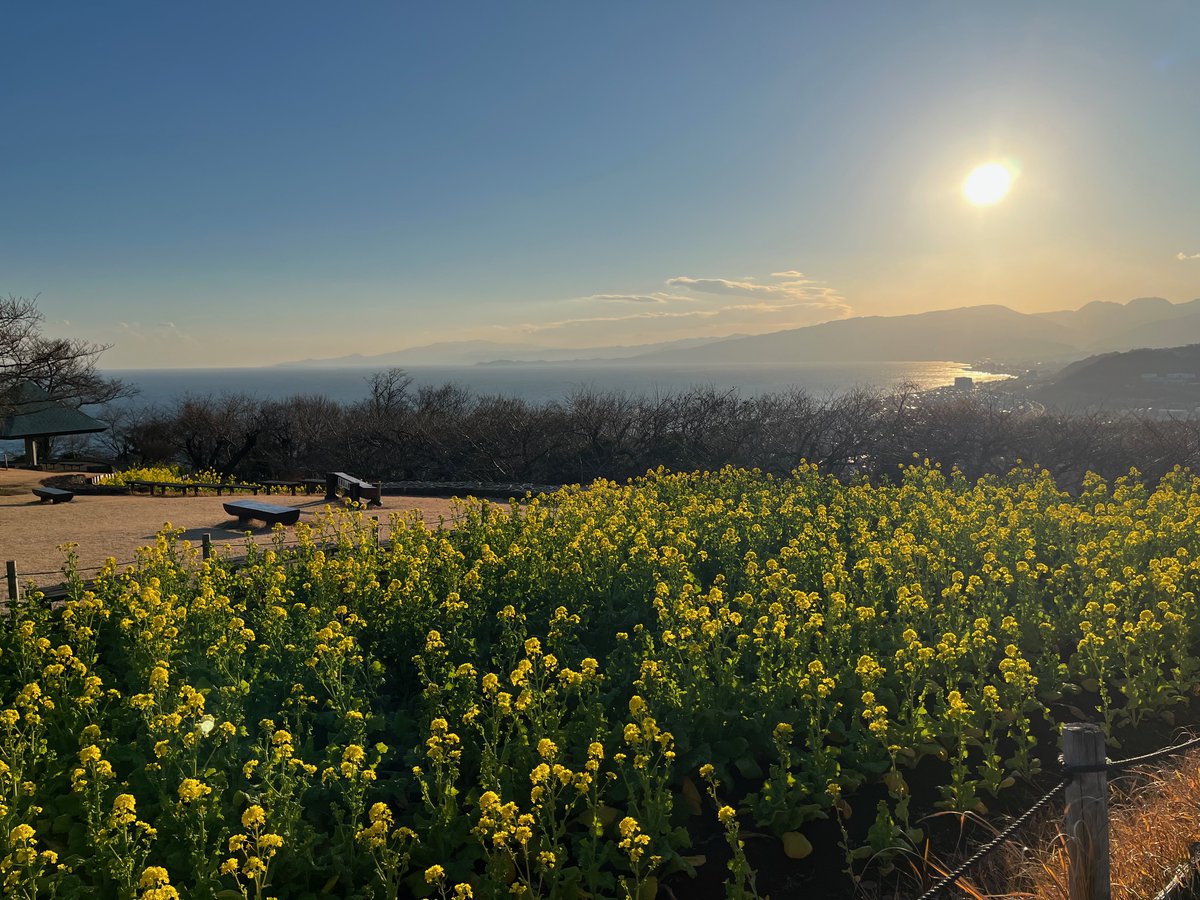 吾妻山公園の菜の花は5分咲き、水仙は6～7分咲き程度です。菜の花も