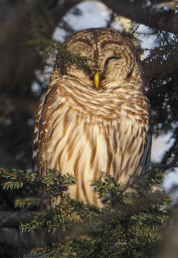 RoppityPhotos's tweet image. Just some (B) birds I saw today on my travels around town.  #BarredOwl #BaldEagle #BlueBird #Birds #Owls #Eagles #BirdPhotography #Wildlife #WildlifePhotography
