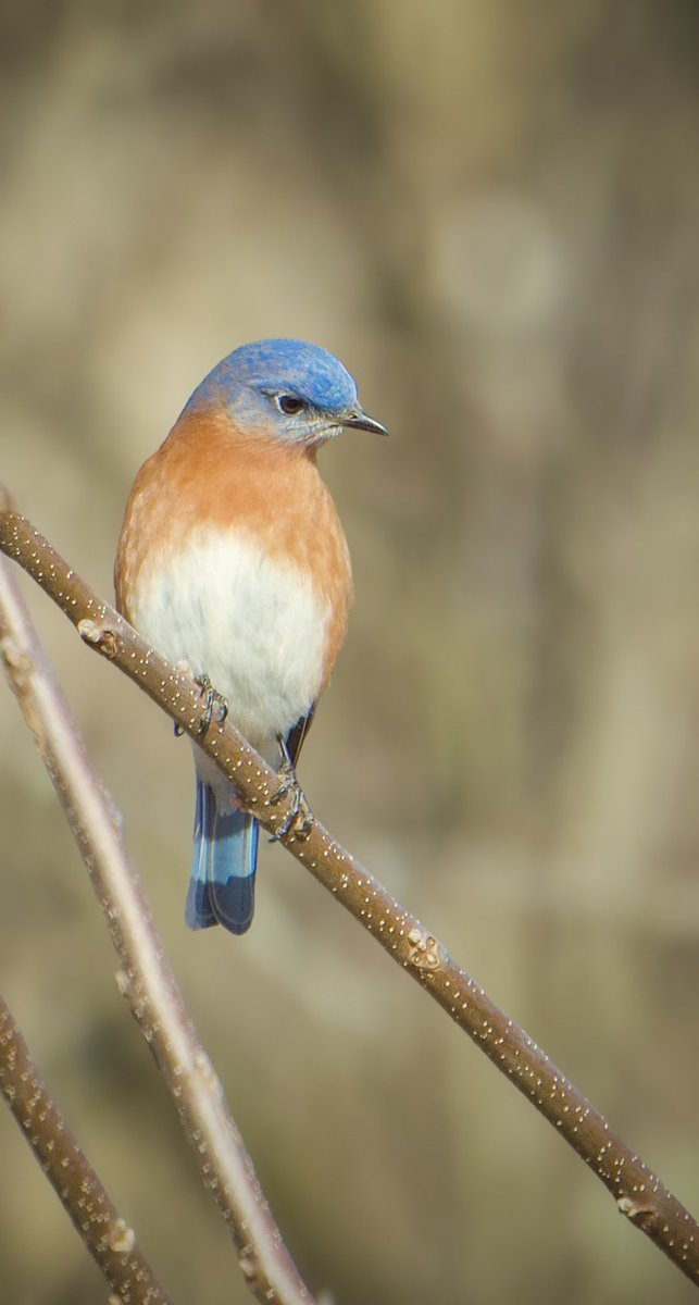 RoppityPhotos's tweet image. Just some (B) birds I saw today on my travels around town.  #BarredOwl #BaldEagle #BlueBird #Birds #Owls #Eagles #BirdPhotography #Wildlife #WildlifePhotography