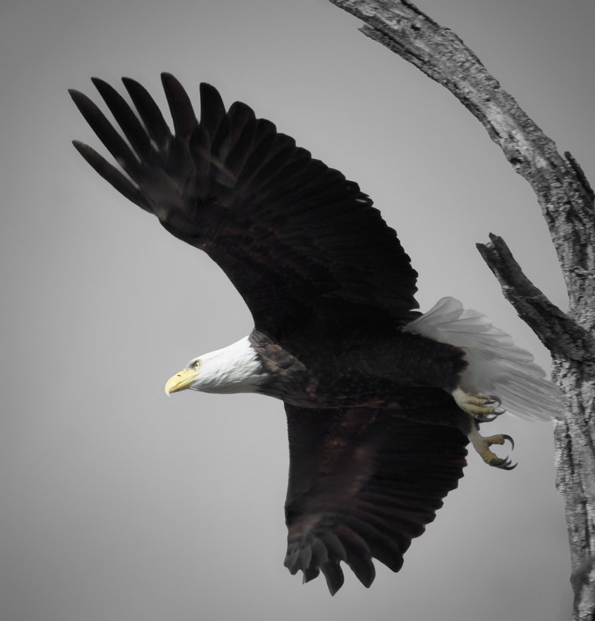 RoppityPhotos's tweet image. Just some (B) birds I saw today on my travels around town.  #BarredOwl #BaldEagle #BlueBird #Birds #Owls #Eagles #BirdPhotography #Wildlife #WildlifePhotography