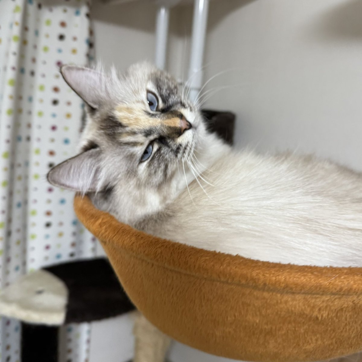 いい表情もできるから撮るなら先に言え