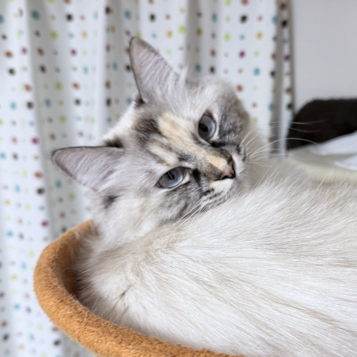 いい表情もできるから撮るなら先に言え