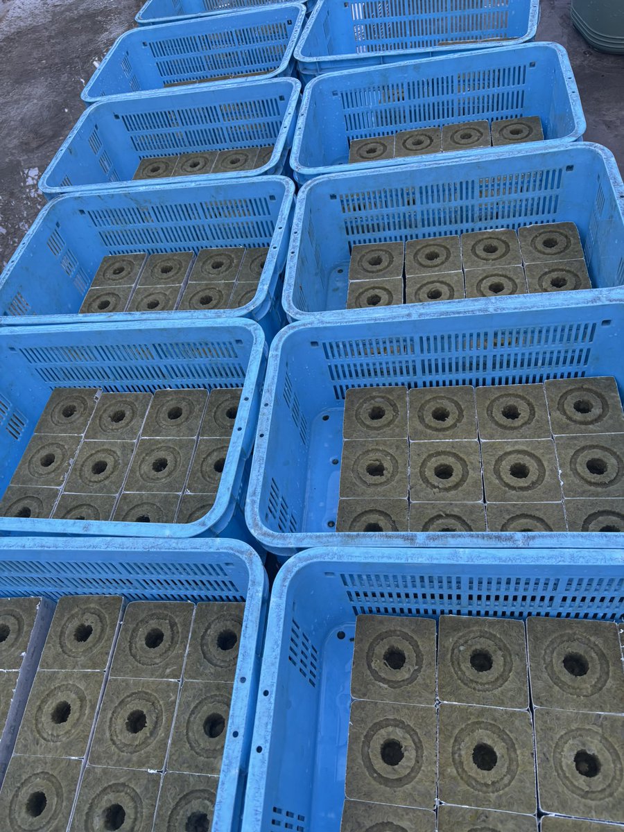 苗、穴に入れ終わったーー🌱 後は培地の上へ移動させて当分育苗です