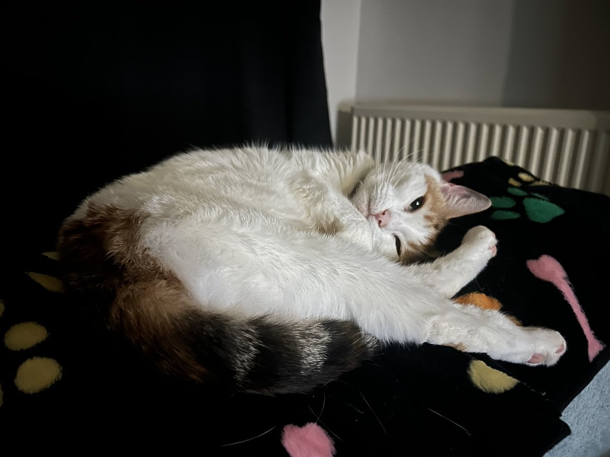 Having another nap 🐱 #Sleepy #PinkBeans #CatsOfTwitter #CatsOfX #CalicoCrew #Calico #Cat #Cute