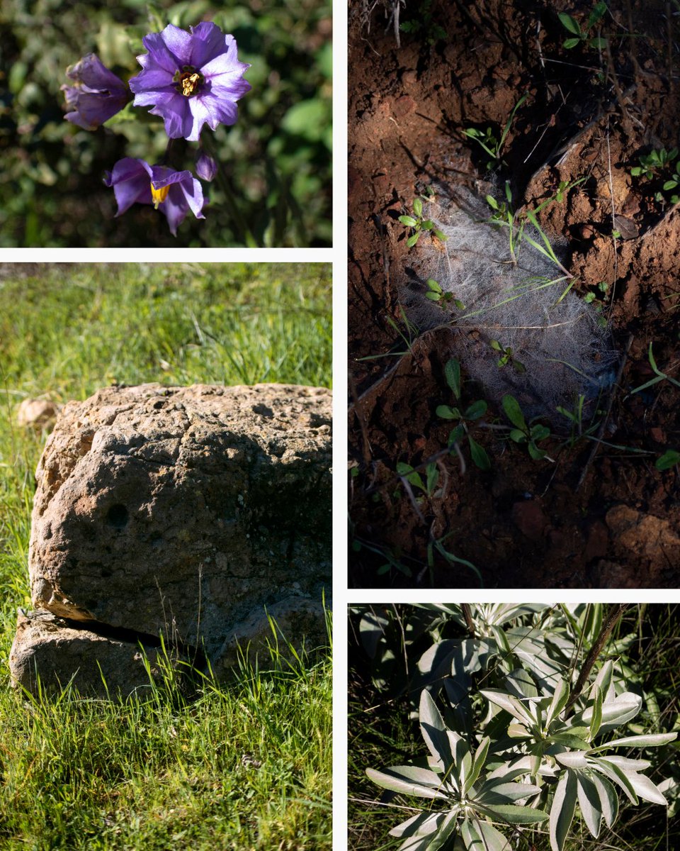 Santa Monica Mt Fund tweet media