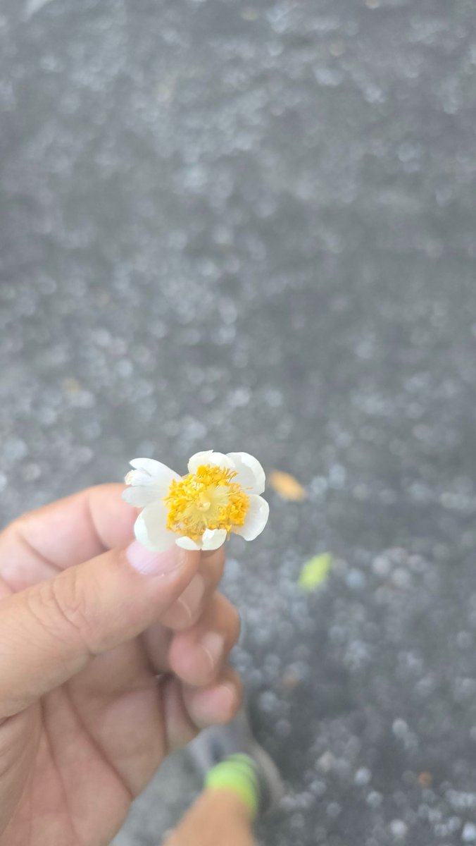 มีดอกไม้มาให้ครับ ทายมาว่าดอกไร
ตอกสด