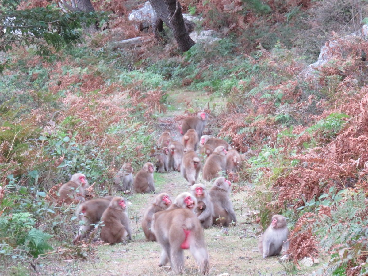 研究室OBの山口飛翔さんの博士論文公聴会が行われます！  

題目：野生ニホンザルにおけるオスからメスへの攻撃が離合集散動態へ及ぼす影響──メスの対抗戦略と「防衛者」としての高順位オスの役割

日時：2026年1月16日（金）14:00～15:00
場所：理学2号館1階 第2講義室  

jinrui.zool.kyoto-u.ac.jp/news/20251226_…