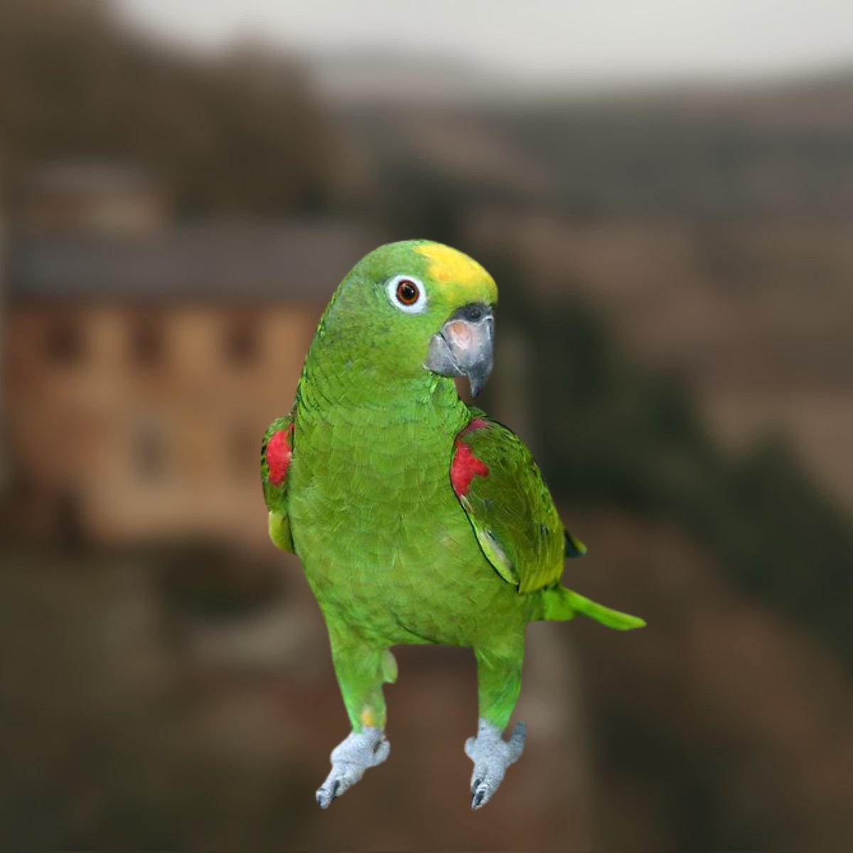 PDCRPBR's tweet image. ㅤㅤㅤㅤ
           ୧🦜 ៸៸ 𝕻eçαs de 𝕺ıto! 𝕻eçαs de 𝕺ıto!
       ㅤ    𝕬rrume o pαpαgαıo ou perderά o
                   seu grαnde 𝘁𝗲𝘀𝗼𝘂𝗿𝗼, mαrujo!  ᅟᅟᅟᅟᅟᅟᅟᅟᅟᅟᅟᅟᅟᅟᅟᅟᅟᅟᅟᅟᅟ