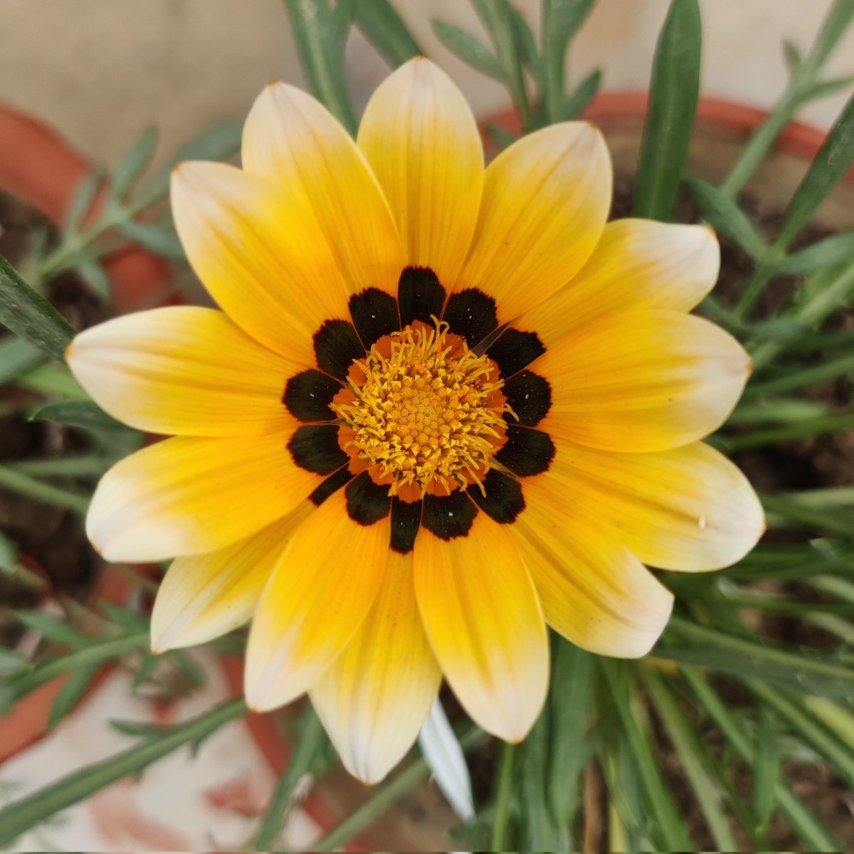 Good morning friends 🌹🙏 
Flowers #Gardening #Nature