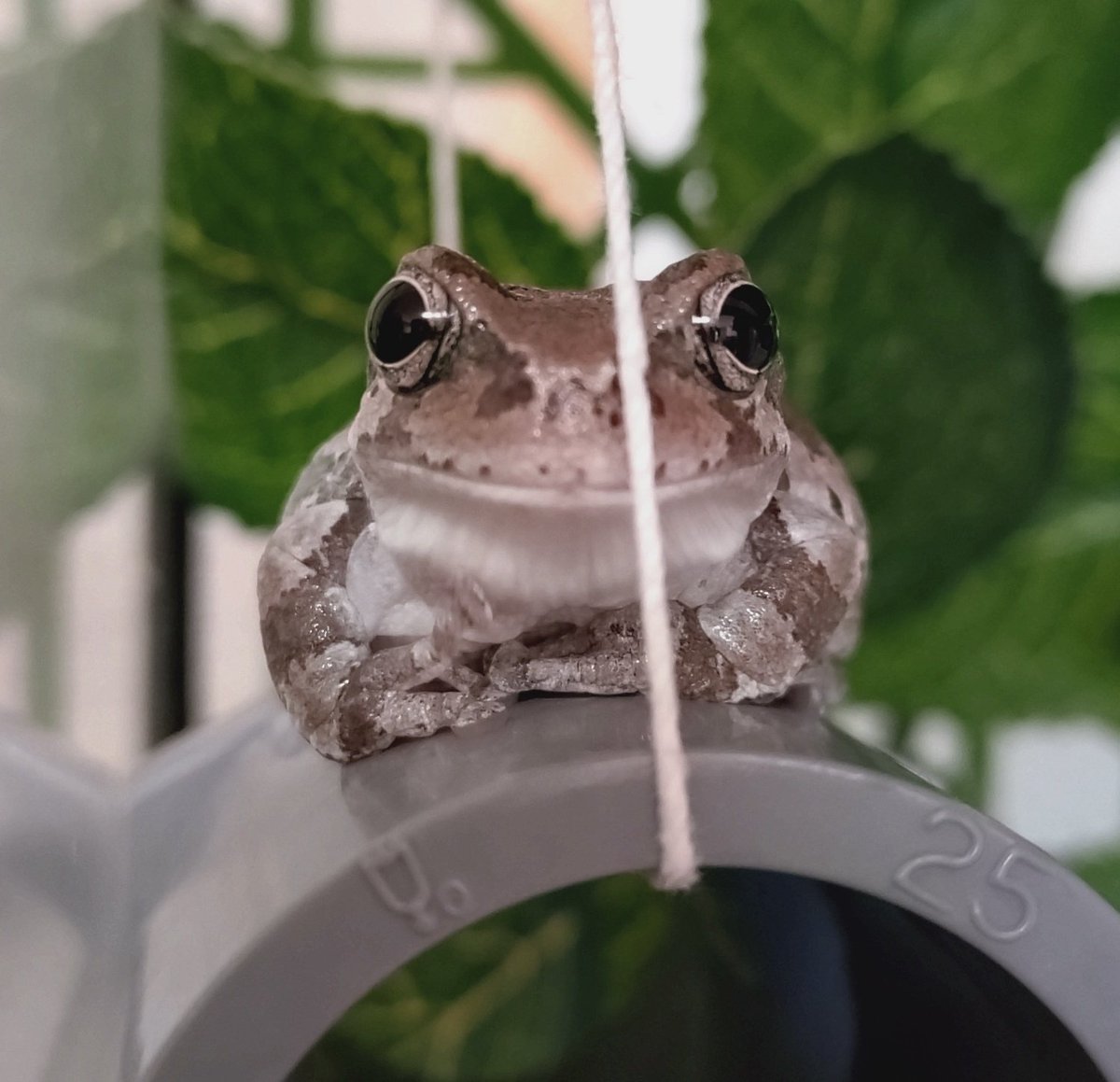 キャラクターとしてのカエルはよく頭の上側に目がポコポコと着いているが、あれはヌマガエルなど地上棲のカエルの特徴。アマガエルは頭の横に目がある。  ・かわいい ・目から鼻にかけて茶色の模様がある。 ・実は東日本と西日本で別種であることが判明している