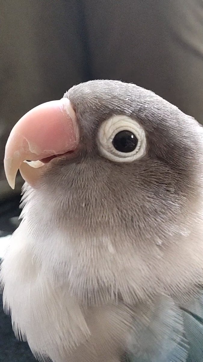 #TLに鳥のドアップ画像をあげて人々を幸せにしよう計画