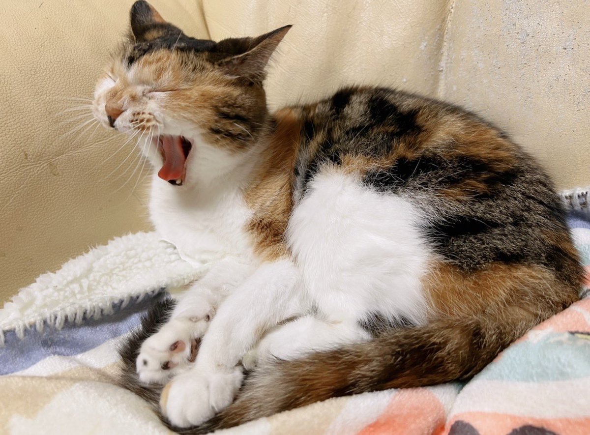 Post by あめちゃん🐱 on X: 🐱