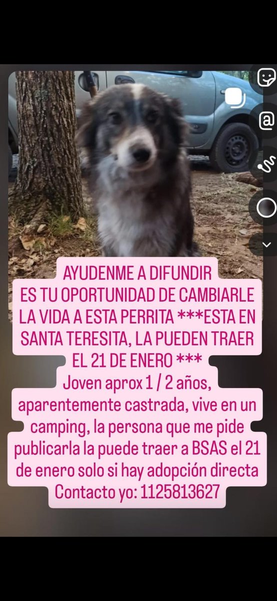 Difundan x favor. Grax
<a href="/AlmasDeLaCalle/">Almas De La Calle</a> 
<a href="/ComoNoAdorarlos/">Como No Adorarlos</a> 
<a href="/luciafolini/">Ana Lucia Folini</a> 
<a href="/polaco_adrian/">Adrián Kolszyc</a> 
<a href="/protegealanimal/">PROTECCION ANIMAL - ARGENTINA</a> 
<a href="/Atenea34921155/">callejeritos Buenos Aires 🐾🐩🐈🌈🌈</a> 
<a href="/peludospeques3/">pequeños peludos argentina ok</a> 
<a href="/BontCris/">Derecho Animal y Medio Ambiente</a> 
<a href="/AbrilGo93588411/">Abril Gomez</a> 
<a href="/tari12345/">maxima alcararaz</a> 
<a href="/Tabyta201/">@Tabyta52/20🇦🇷🇪🇦🇺🇦🇮🇱💙💙💙</a> 
<a href="/MarianoOses/">Mariano Osés Martelli</a> 
<a href="/CapettiniRaquel/">Raquel Capettini</a> 
<a href="/grace_luca/">grace De Luca</a> 
<a href="/Gaby_Gege/">🐕GABYGEGE🐈⚪🔴⚪🇦🇷🧉🏆🏆🏆</a> 
<a href="/Bichuok1/">Bichu ok🐶🐱🌷🍀☀️(ex Sandri ok)</a> 
<a href="/patri_carolyn/">Patri Carolyn 🌷❤️</a>