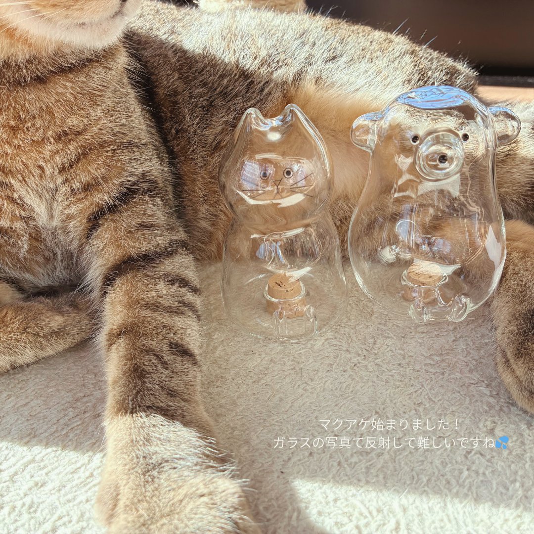 うちの子のけだまだま (@kedamastudio) / Posts / X