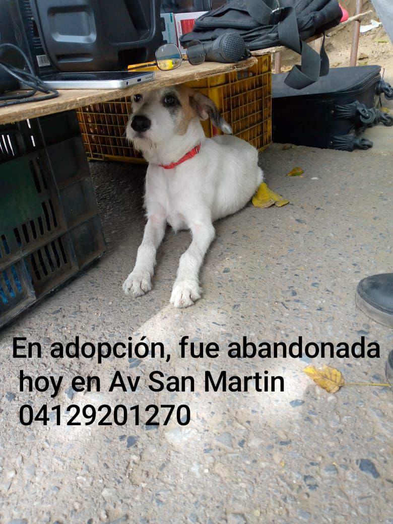 Reenviado. Abandonada. En adopción responsable. Gracias. 🐶💔🐾🙏😔