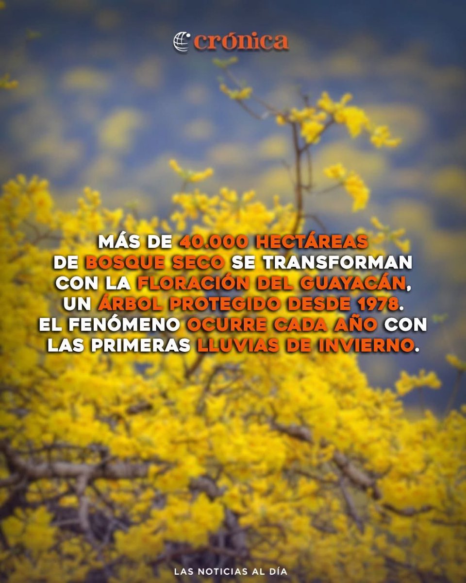 Desde este 17 de enero inicia el esperado florecimiento en el cantón #Zapotillo.

📅 El espectáculo se extenderá hasta el 22 de enero. Durante estos días, parroquias como Mangahurco, Cazaderos, Bolaspamba, Limones y Garzareal se llenarán de color y vida.