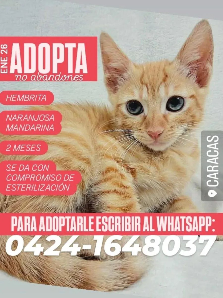 Busca una familia que la quiera por siempre, Caracas