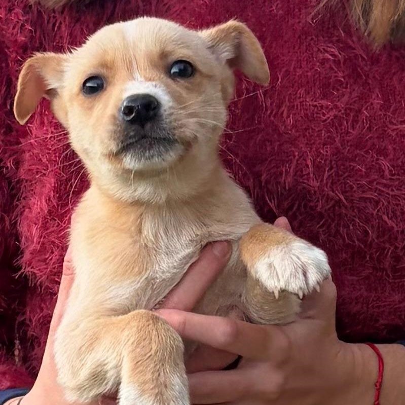 #madrid
LION cachorro mestizo de 2 meses ABANDONADO junto al resto de su camada en el campo 
 Sociable con niños 🐶🐱
NECESITA #adopcionresponsable 
Se entrega chipado,vacunado,desparasitado y CON compromiso de castracion
CONTACTO 📩facenuevavida@gmail.com 
#cachorros #adopta