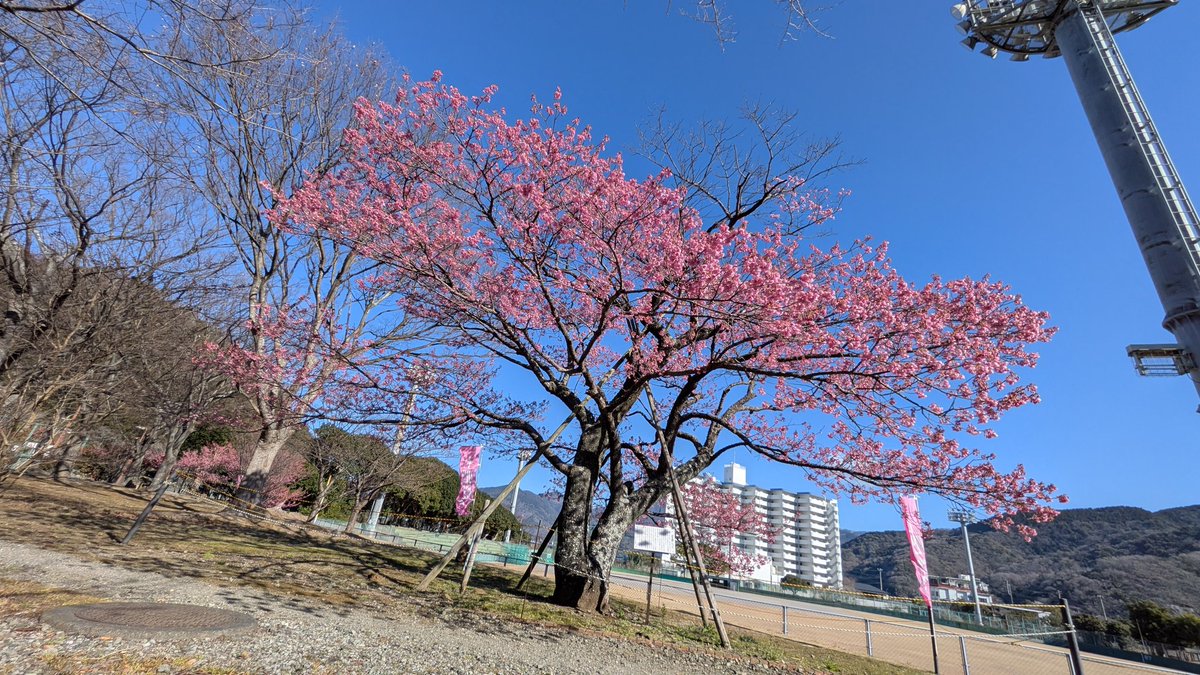 flyman_thunder_M2 tweet media