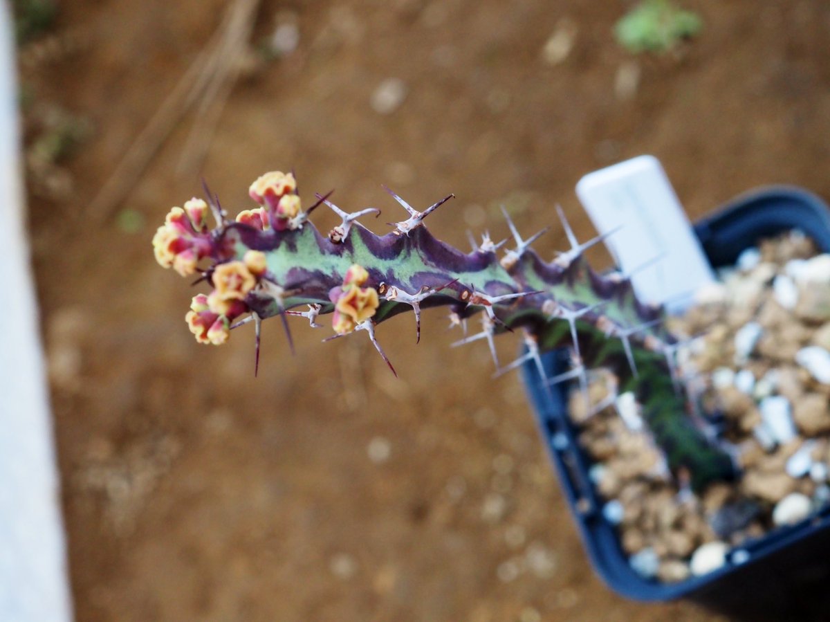 ぼびぃ (@PlantsBobby) / Posts / X