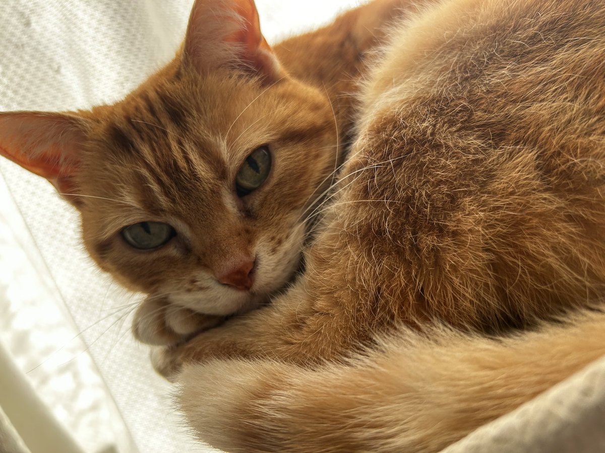 舜/ the FUZZBOX (@shun_thefuzzbox) / Posts / X