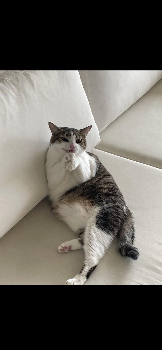 robsoffline's tweet image. Brigido eliminou a Ana Paulaa… a rivalidade vindo ai!!
#BBB26