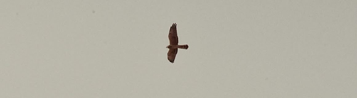 يّود المرء لو يخُلق فيه طيراً  كُلما أثقلته الأرض غادر