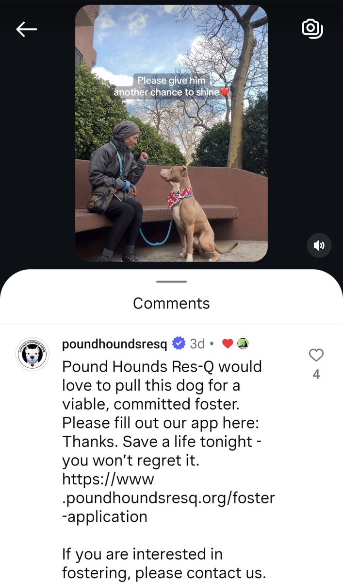 KateForDogs's tweet image. Within 3-4 hrs of #NYC?  Get a @PoundHoundsResQ app in to foster TEDDY.
#FostersSaveLives