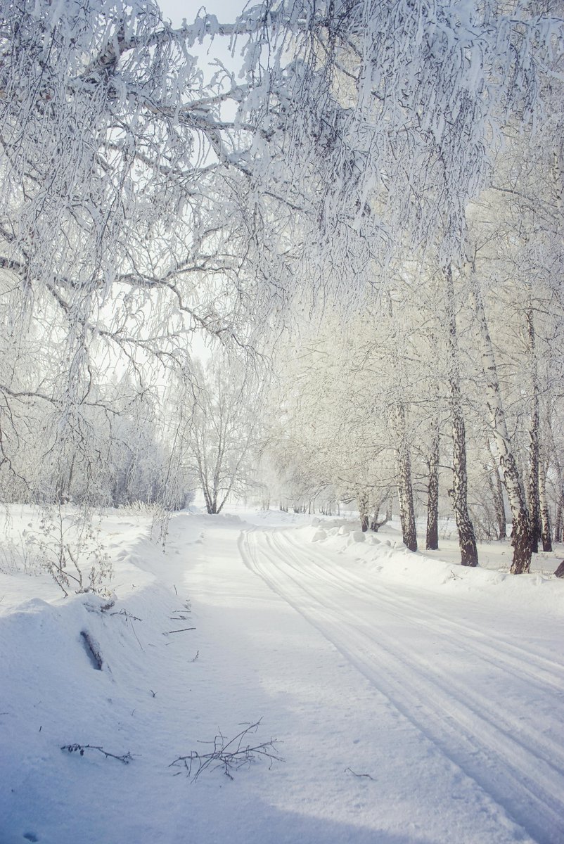 purenature_1's tweet image. Pure white ❄️🌨️ #winter #snow