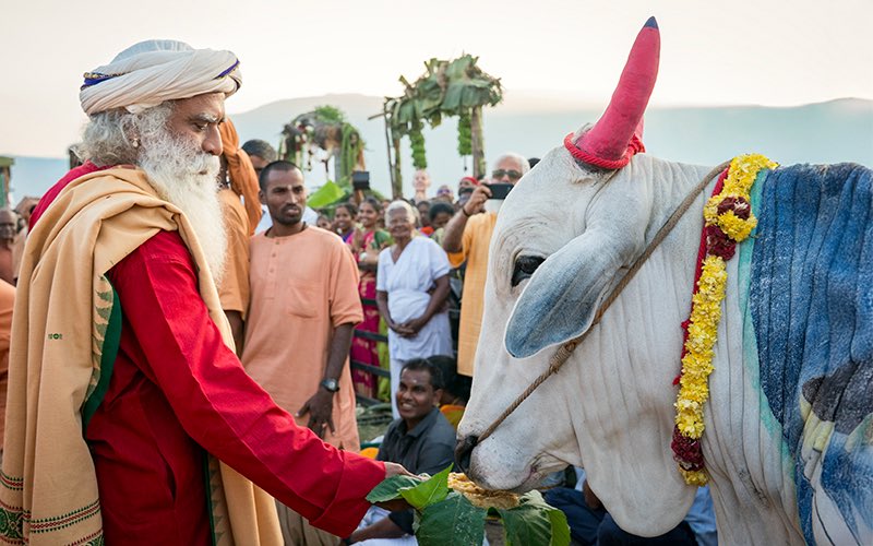 Sankranti is a Celebration of all that makes our Life – the soil, animals, air, water, and people. Rejoice! #SadhguruQuotes