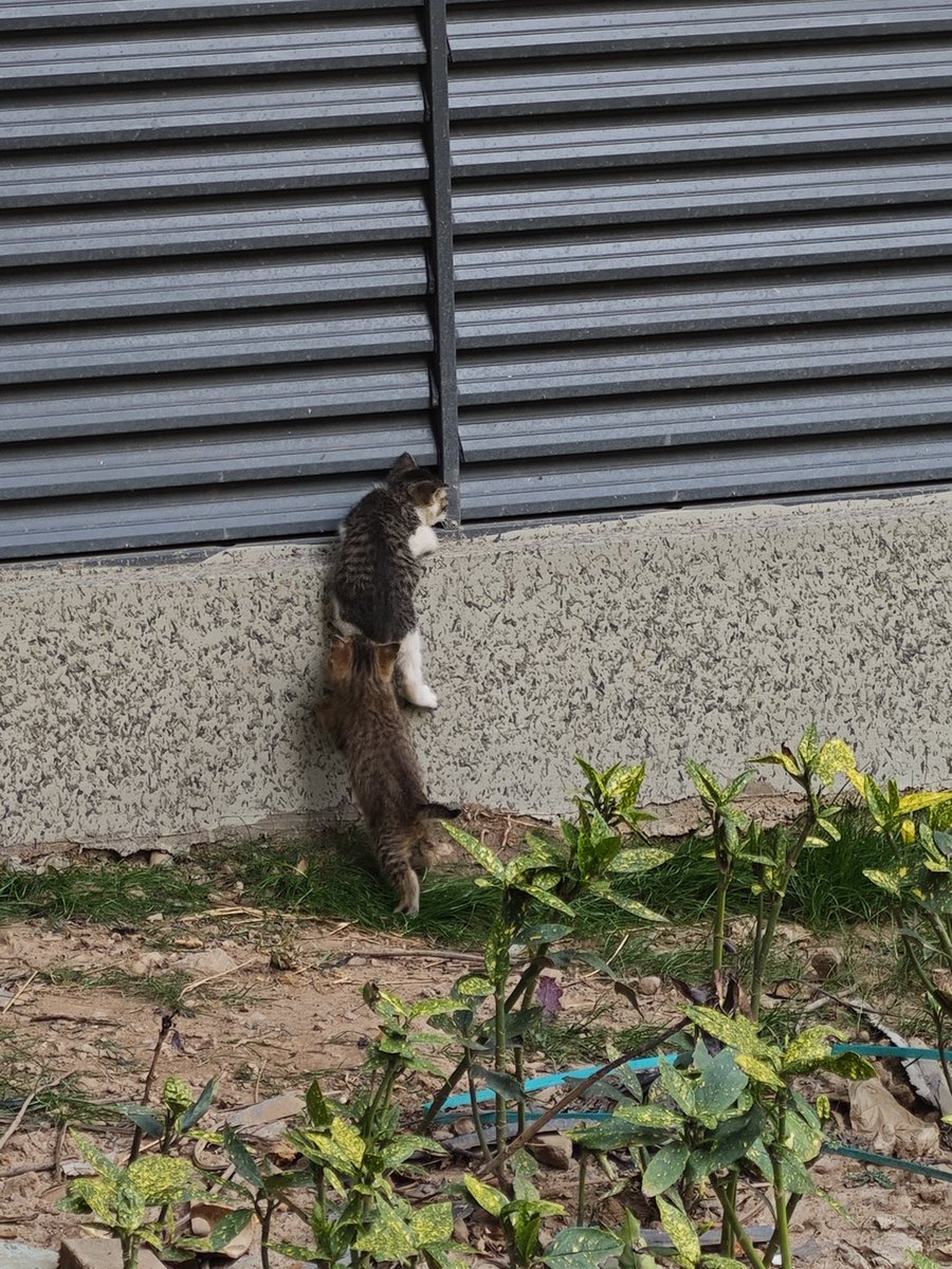 跟随叫声看到两只小🐱