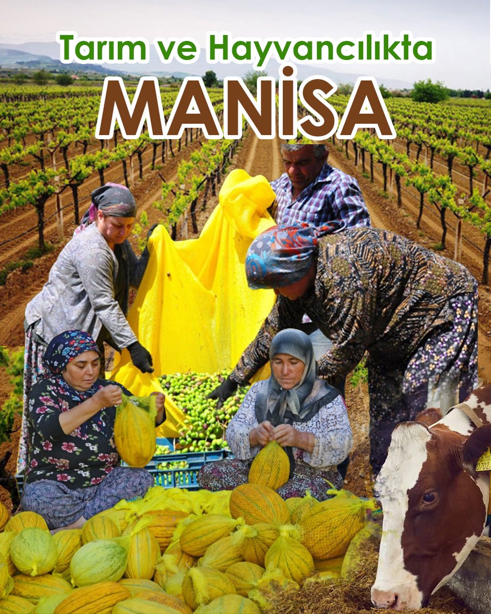 Manisa, tarım ve hayvancılıkta liderliğini sürdürüyor, üreticimiz desteklerle güçleniyor.

🔹 Son 20 yılda tarımsal ürün ihracatı 144 milyon $’dan 853 milyon $’a yükseldi
🔹 Üzüm, zeytin ve kanatlı üretiminde Türkiye birinciliği
🔹 2025 yılında çiftçilere 1,6 milyar TL destek,