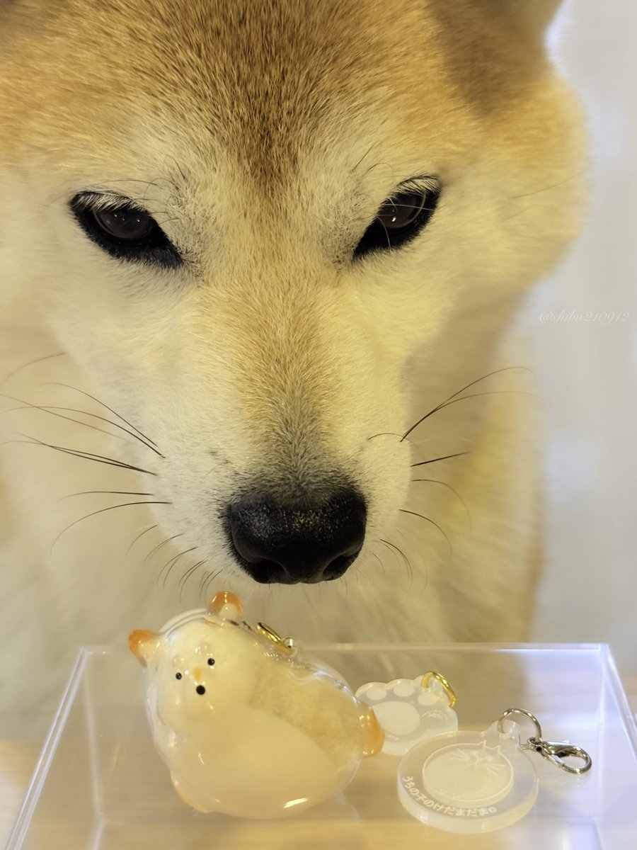 柴犬もも (@shiba210912) / Posts / X