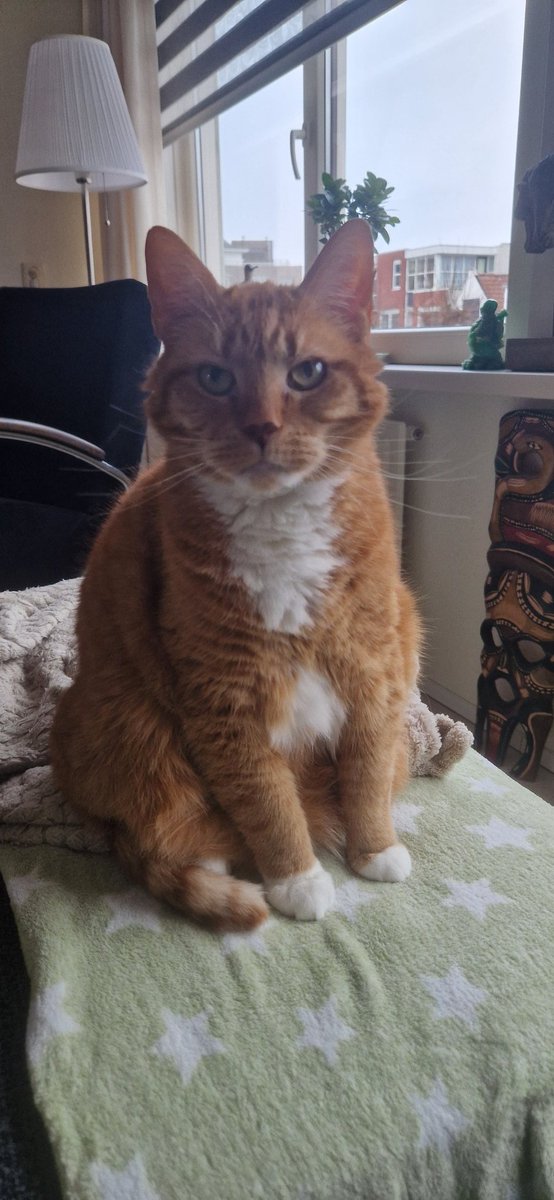 EstherHoogvliet's tweet photo. @Scooby01020304 Goooeeeeeeeeiiieeeemorgen allemaaal. #Dikkie https://t.co/KMa5C5JR3v